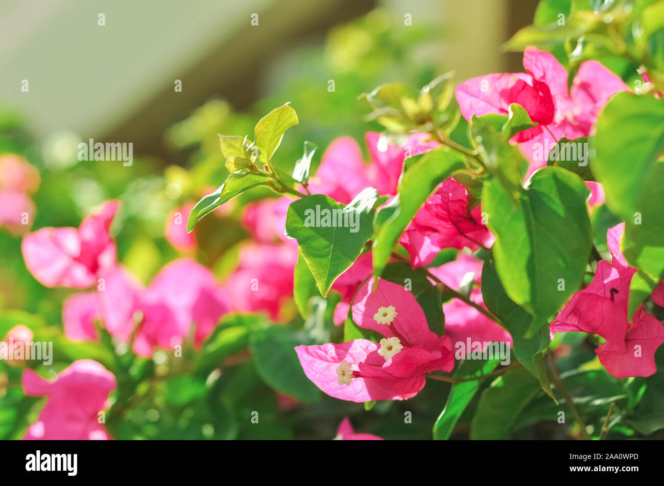 Bougainvilliers en fleurs. Bougainvilliers en fleurs fleur rose le matin en journée d'été, comme l'extérieur de l'hôtel. Magenta fleurs de bougainvilliers dans Banque D'Images