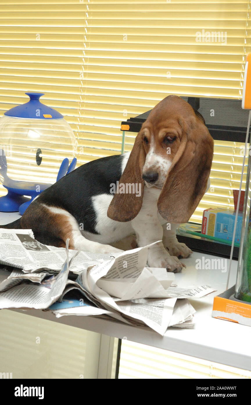 Naughty basset hound chiot chien de race pure sur la table Banque D'Images