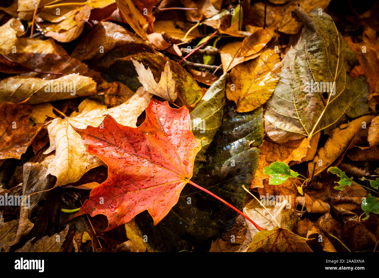 Belles couleurs et les feuilles tombées en automne dans la forêt du parc national Banque D'Images
