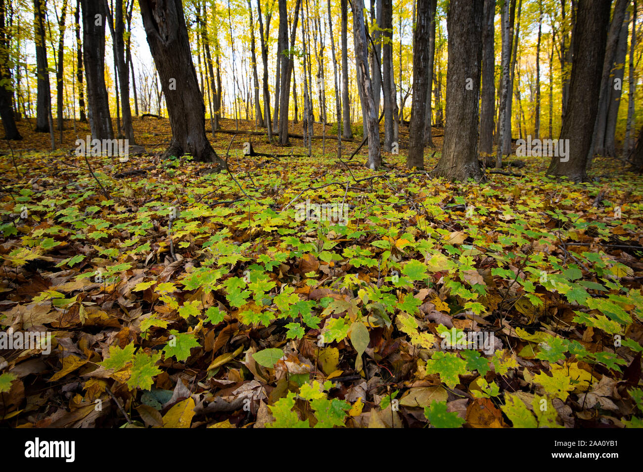 Les jeunes érables changent de couleur en forêt d'automne Banque D'Images