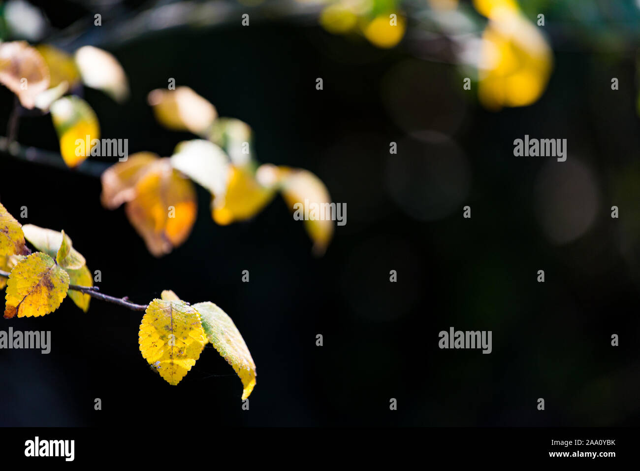 Les feuilles d'automne jaune isolé sur fond noir sur une scène nature automne Banque D'Images