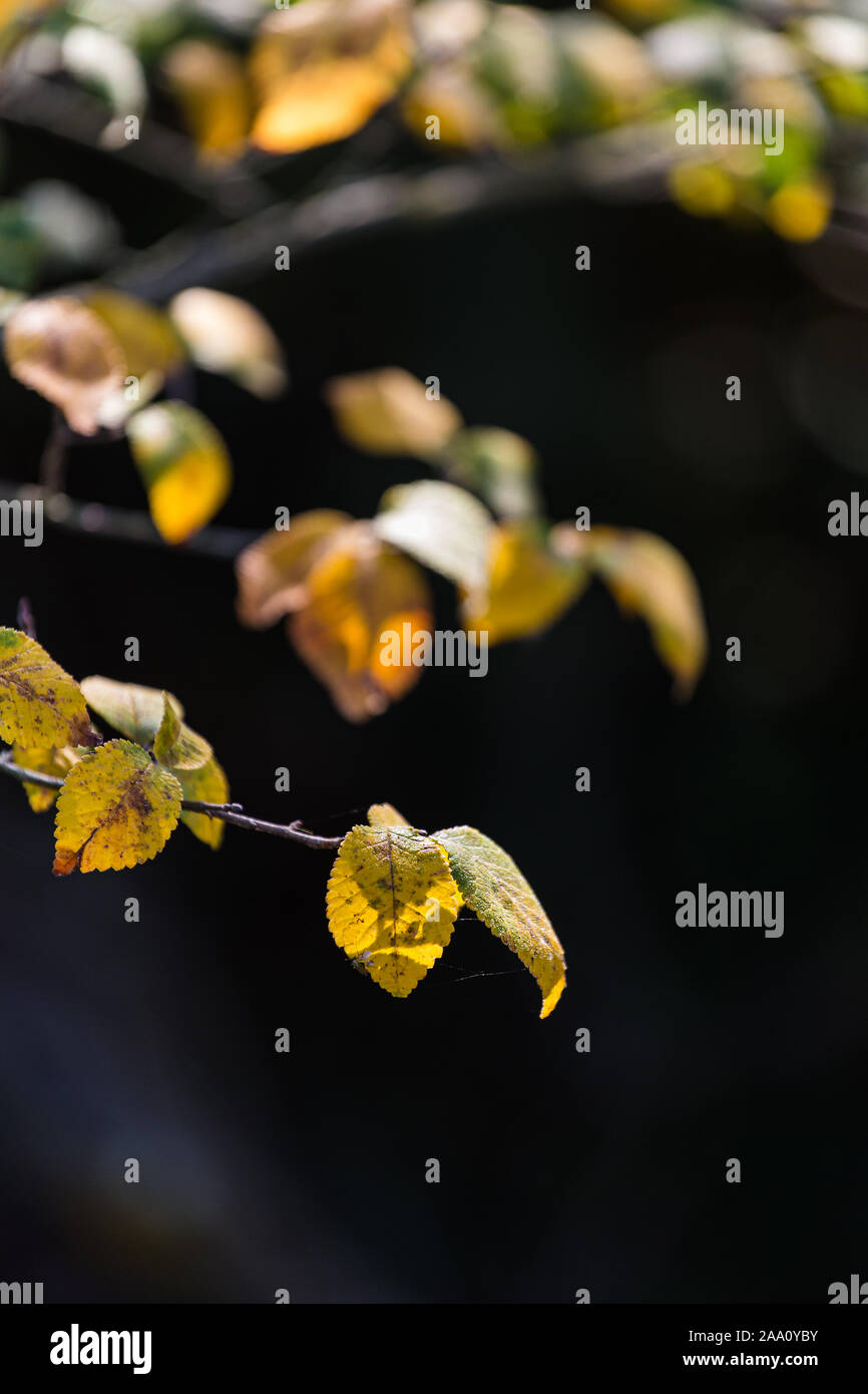 Les feuilles d'automne jaune isolé sur fond noir sur une scène nature automne Banque D'Images