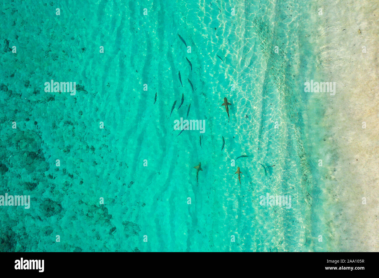 Vue aérienne de haut en bas des requins à pointe noire ensemble en symbiose avec le thon bleu piscine et la chasse pour un petit poisson tôt le matin Banque D'Images