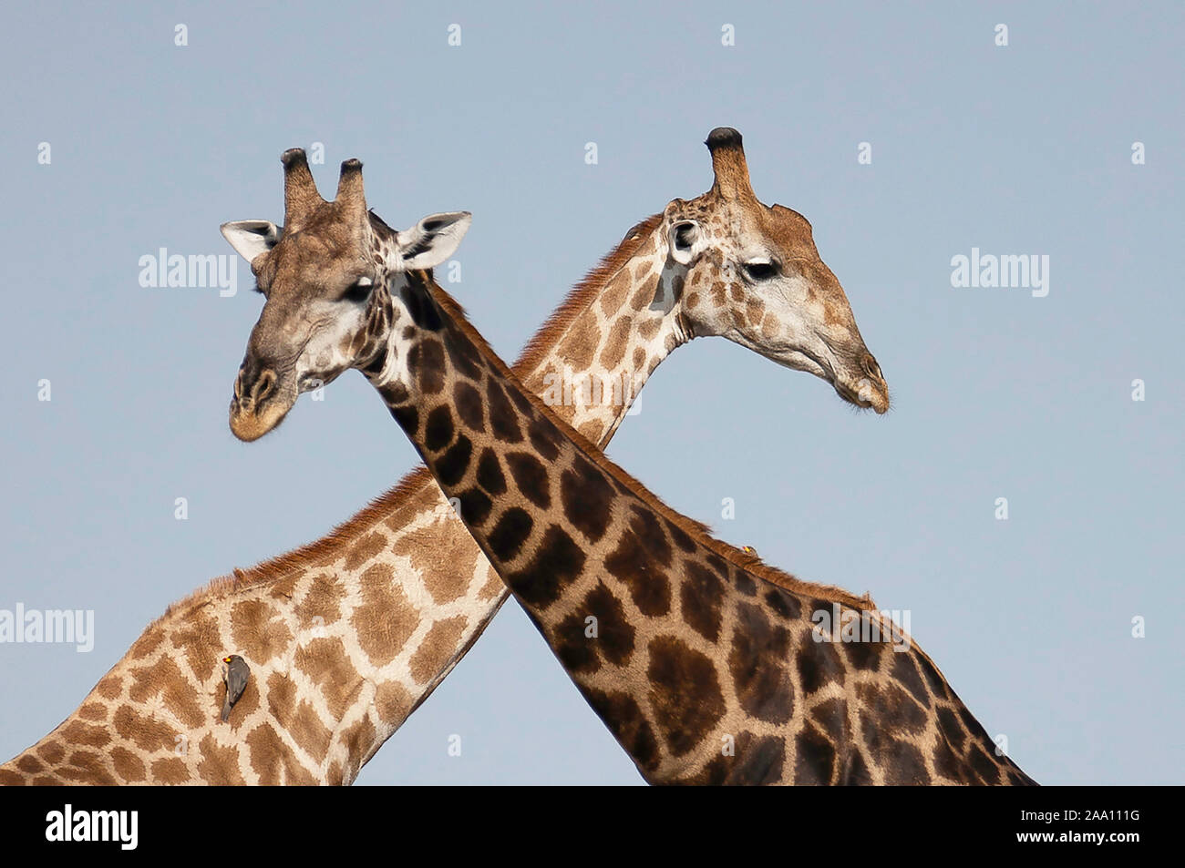 Deux girafes traversant le cou Banque D'Images