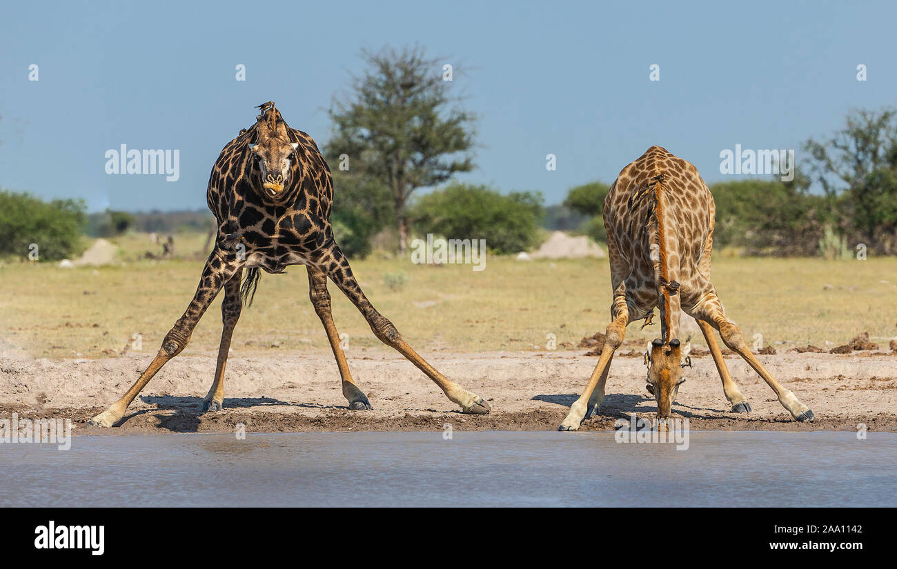 Deux girafes (Giraffa camelopardalis) boire à un trou d'eau Banque D'Images