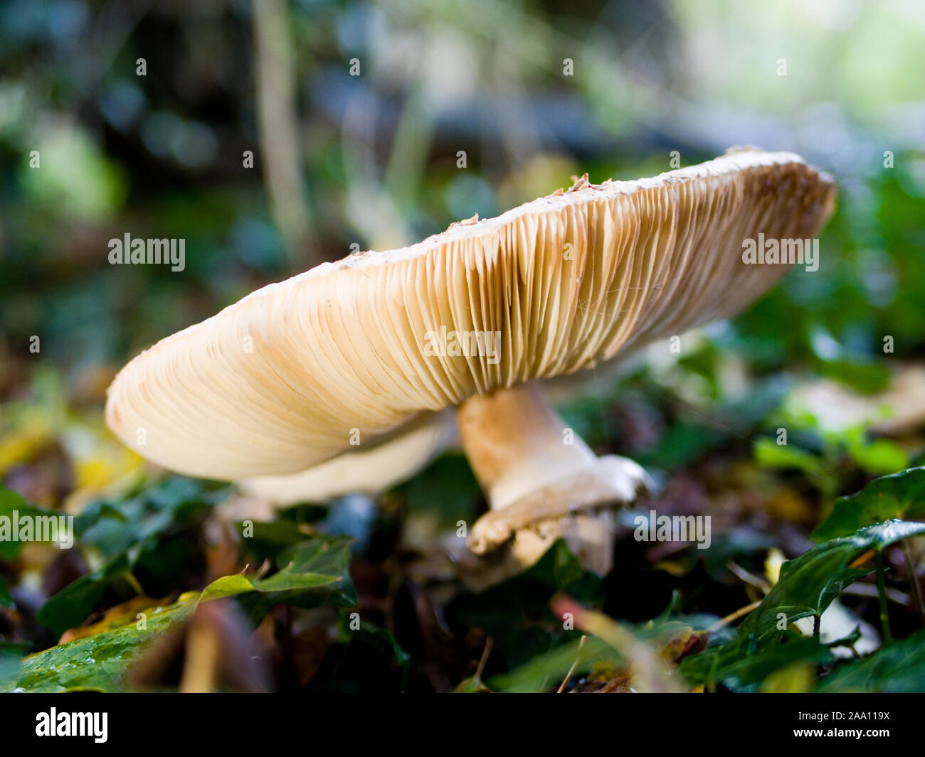 Champignons Agaricus arvensis, cheval, poussant dans la forêt, automne, UK Banque D'Images