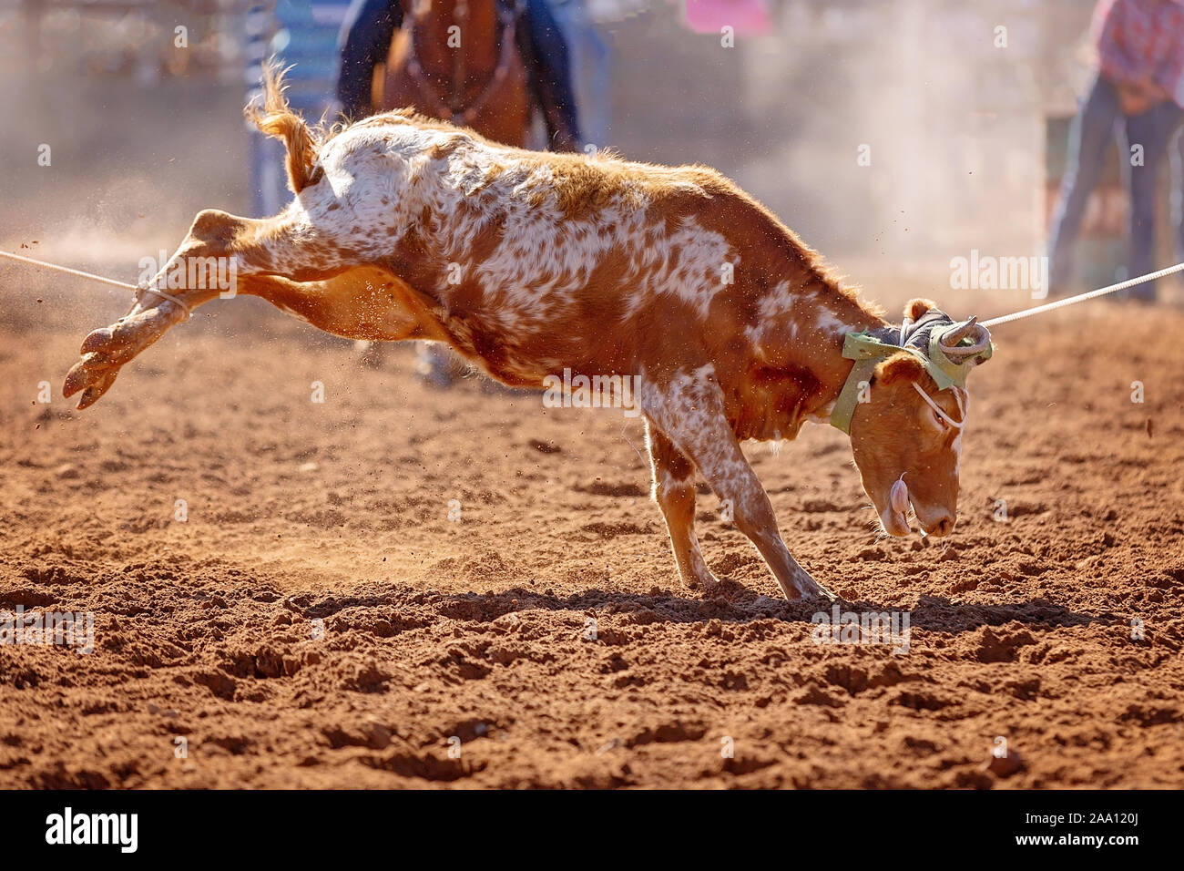 En veau lassoed dans une équipe Calf roping cowboys par événement à un pays rodeo Banque D'Images