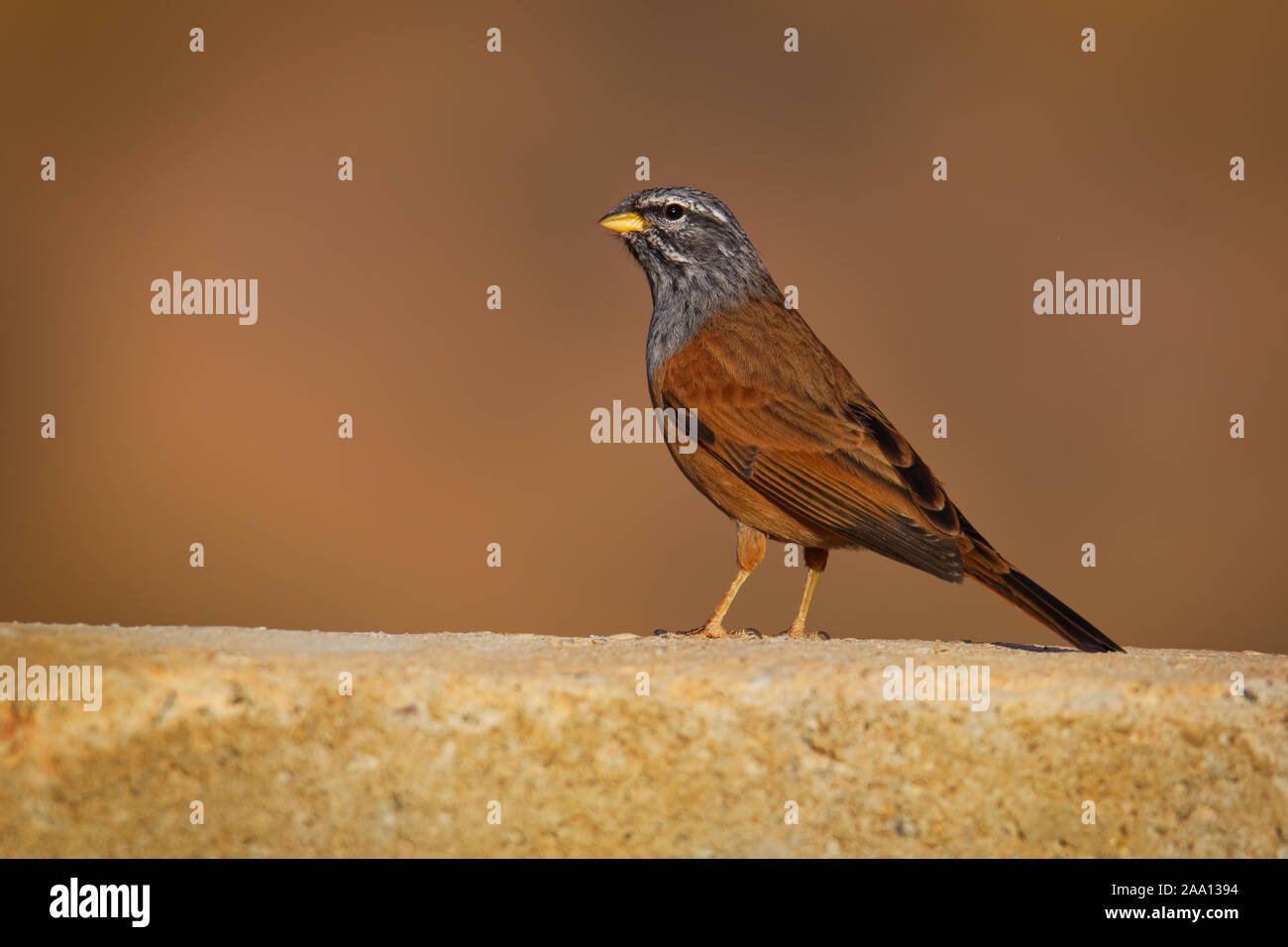 House bunting - Emberiza sahari espèce de passereau de la famille bunting Emberizidae résident, éleveur de pays sec du nord-ouest de l'Afrique de Moro Banque D'Images