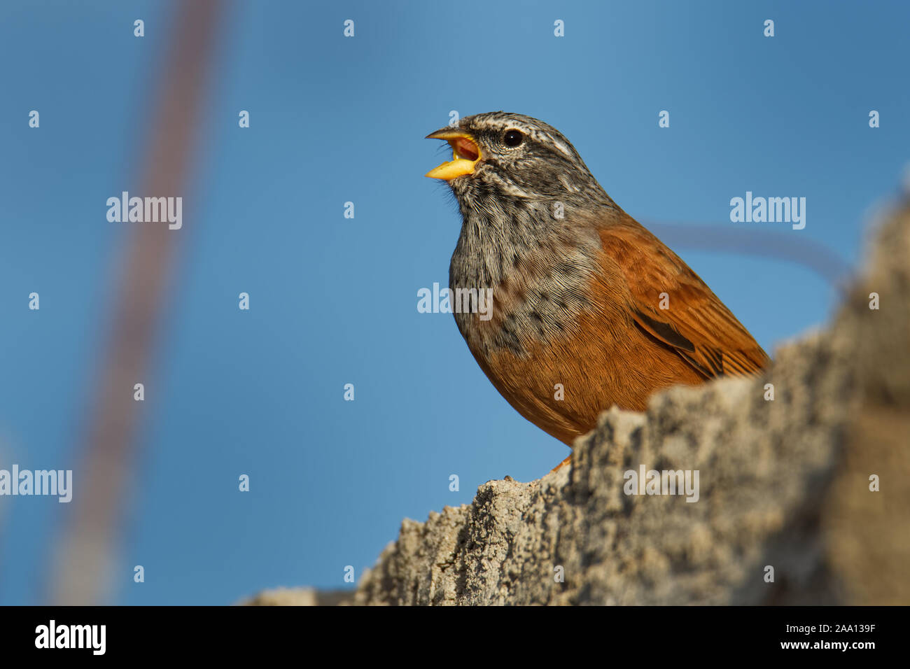House bunting - Emberiza sahari espèce de passereau de la famille bunting Emberizidae résident, éleveur de pays sec du nord-ouest de l'Afrique de Moro Banque D'Images
