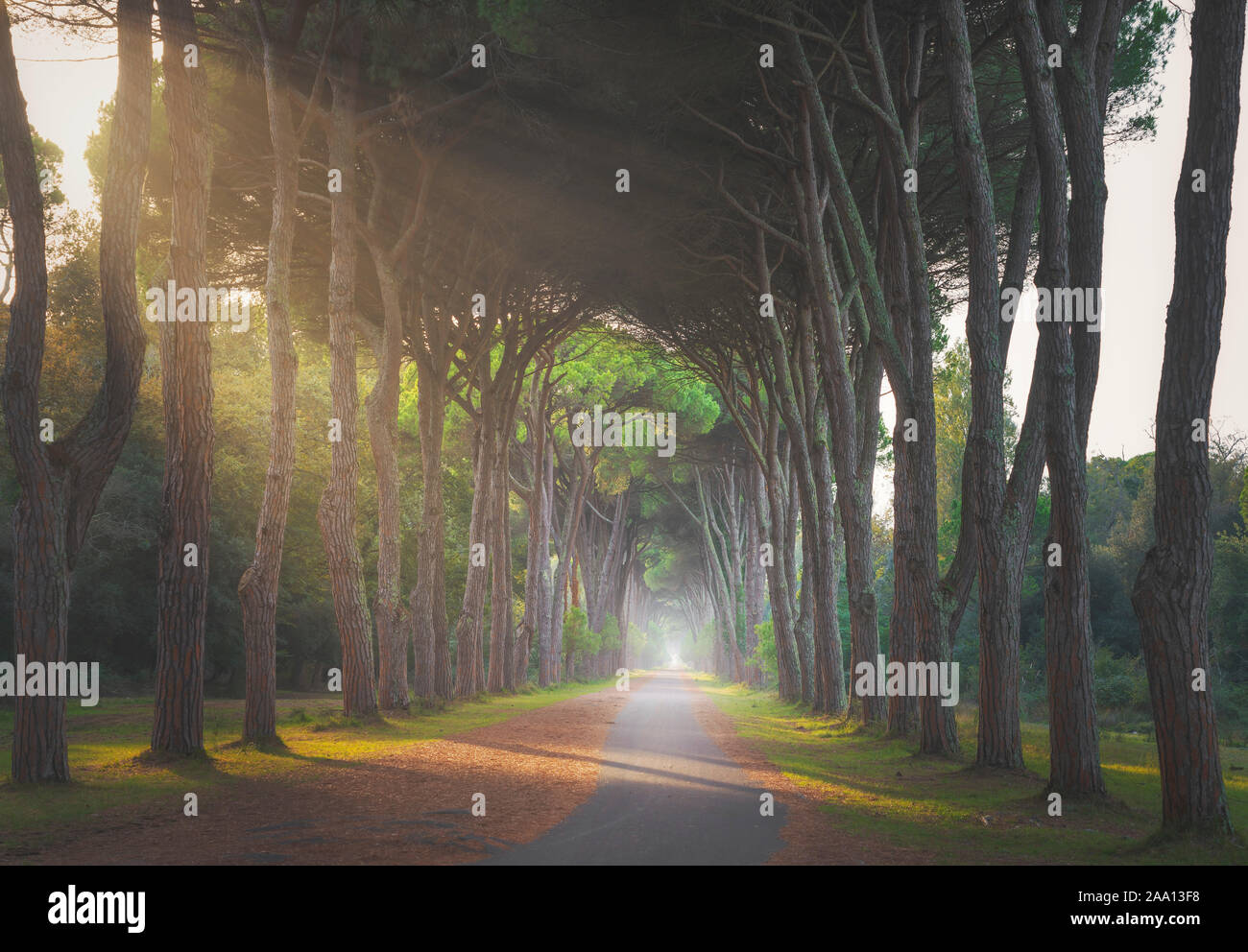 Le parc de San Rossore et Migliariino, sentier de pine tree forêt brumeuse ou pinède. Pise, Toscane, Italie Europe Banque D'Images