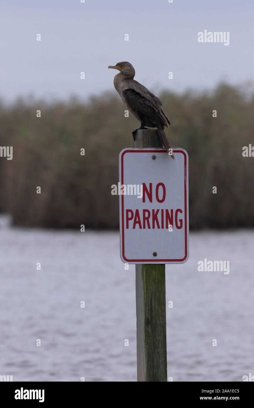 Perché sur Cormorant No Parking sign offre vue humoristique Banque D'Images