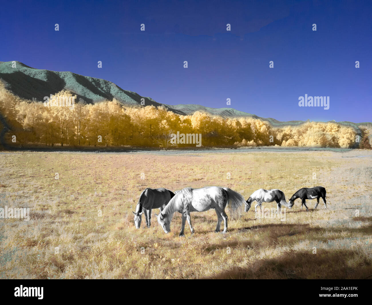 La photographie infrarouge en fausses couleurs rouge de chevaux dans le champ dans la Cades Cove dans le Great Smoky Mountains National Park Utah Banque D'Images