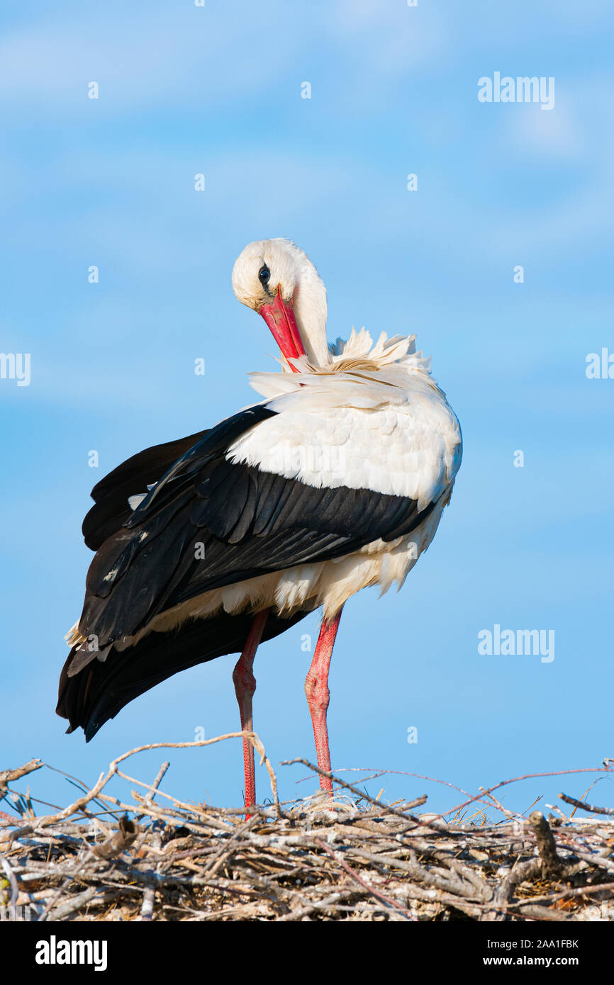 Cigogne Blanche (Ciconia ciconia) sur son nid, se lissant ses plumes, Pont-de-Gau, parc ornithologique de Camargue, France, début mai, par Dominique Braud/Dembins Banque D'Images
