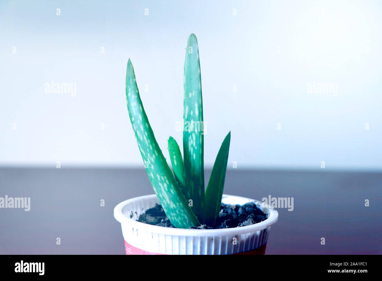 Fiche de contrôle d'entreprise de l'infograph avec coffre, contrôle du bénéfice d'entreprise, Marketing et Finances Photo, trouver Profit & Loss Banque D'Images