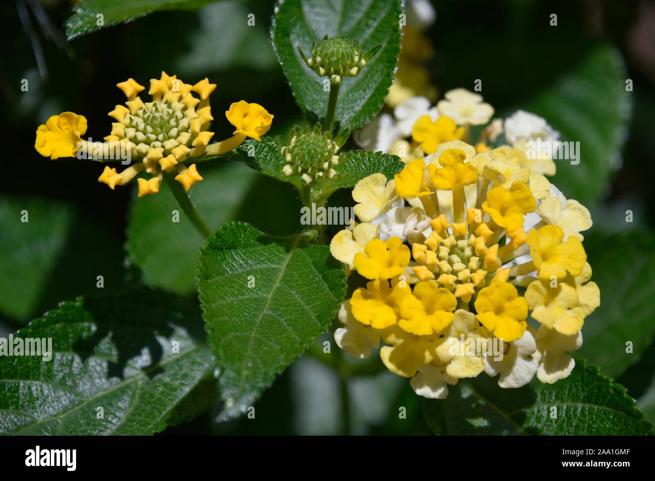 Zeste de citron Verbenaceae Lantana fleurs qui est un type de verveine Photographié au jardin botanique dans le Nouveau Mexique. Banque D'Images