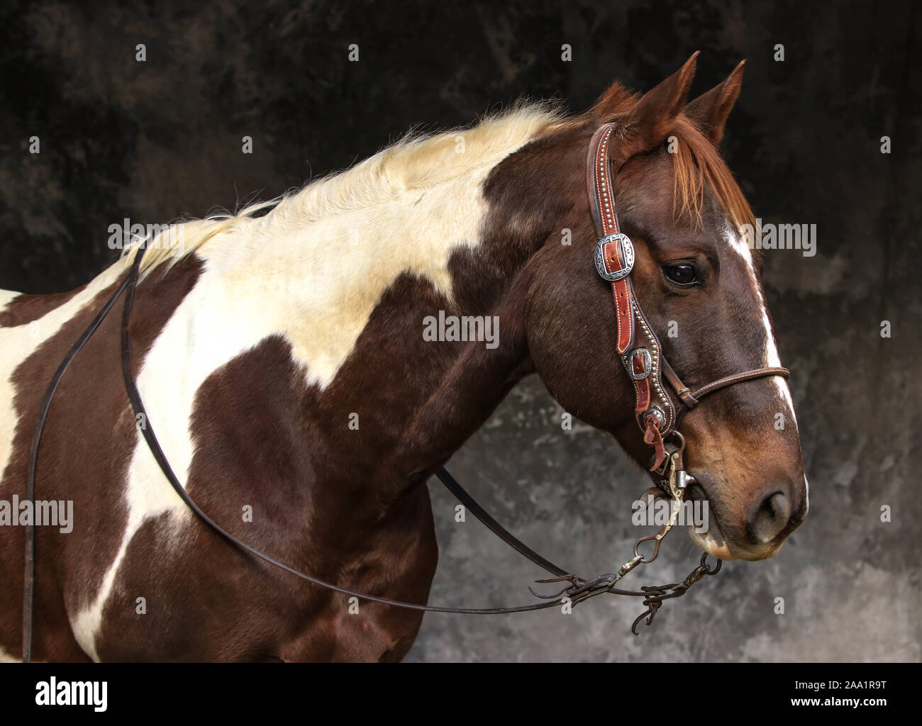 Chevaux ranch dans l'Ouest Banque D'Images