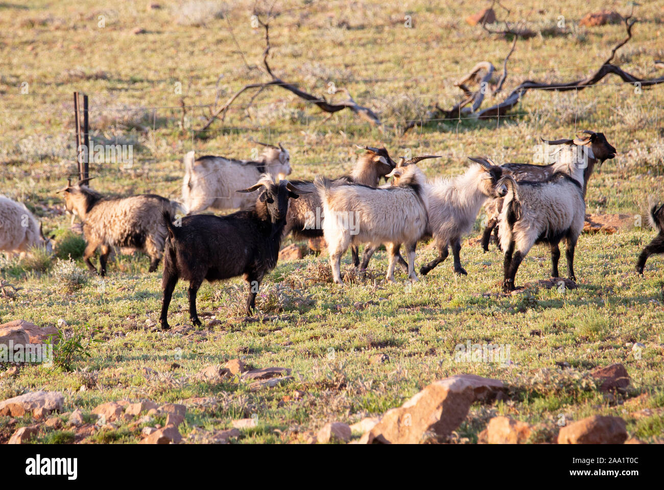 Les chèvres sauvages dans le Parc National Mutawintji outback, New South Wales, Australie Banque D'Images