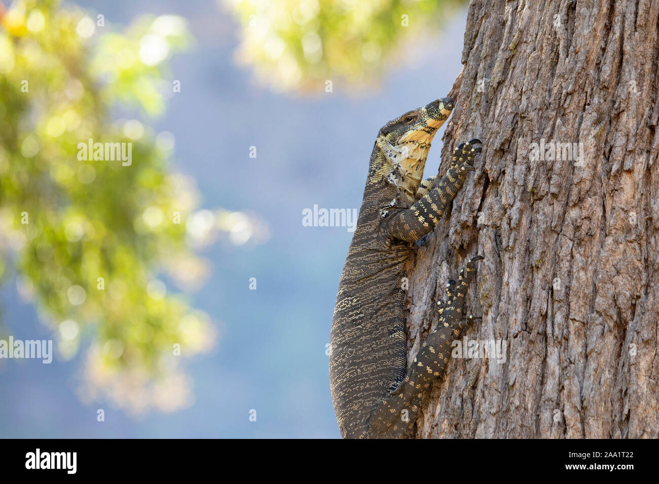 Lace Monitor (Varanus varius), grimpant sur un arbre. Aussi connu comme un goanna. Banque D'Images