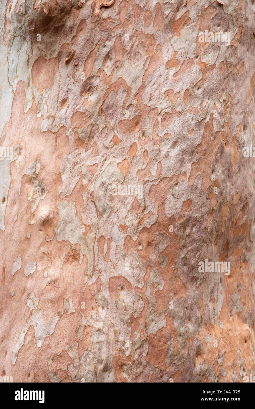 Les patrons de l'écorce sur un Angophora costata, un arbre de la forêt des bois et de l'Est de l'Australie. Étroitement liée à l'eucalytpus, cette espèce est aussi com Banque D'Images