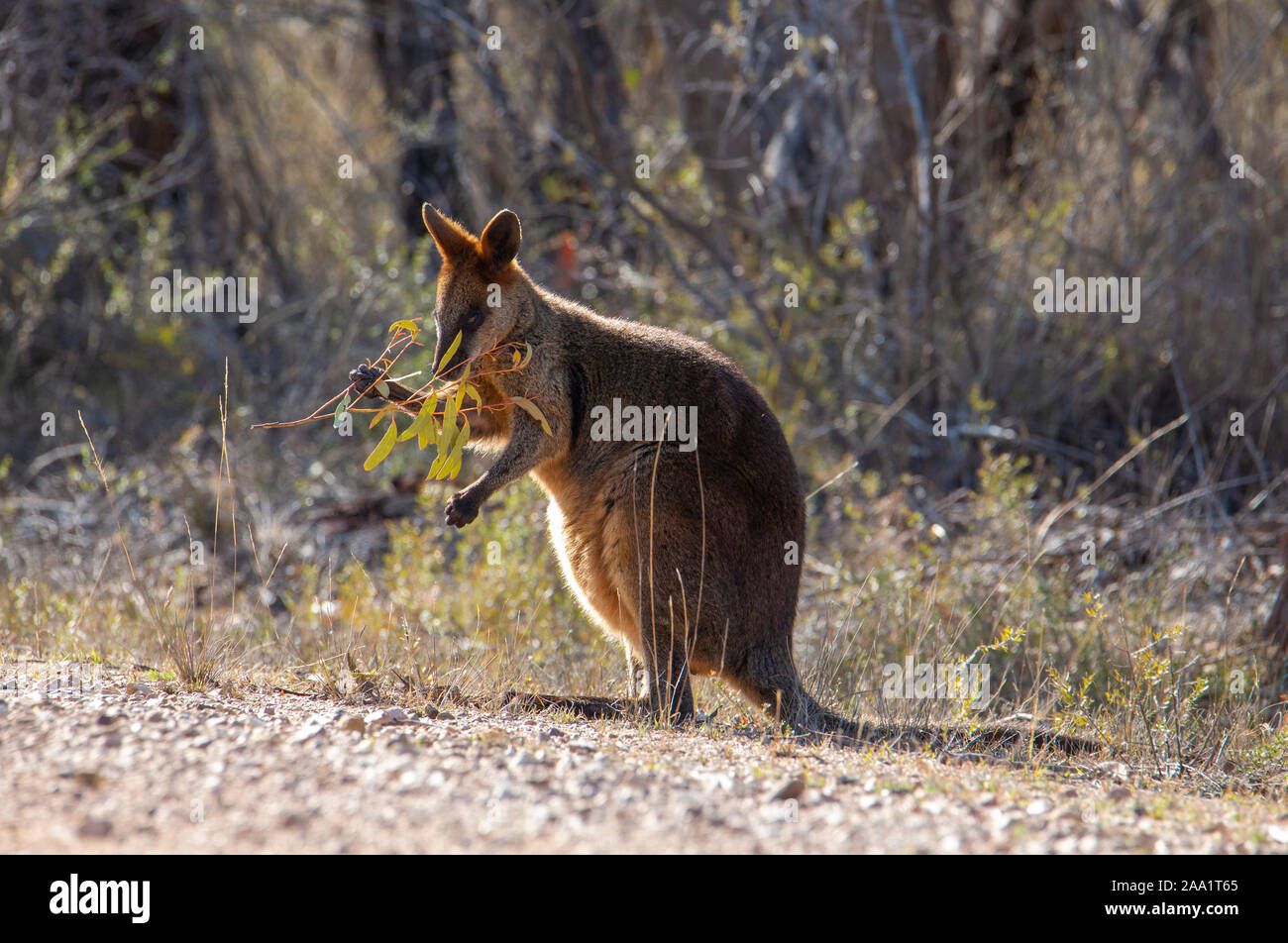 Swamp Wallaby (Wallabia bicolor) , également connu sous le nom de Black Wallaby, Australie Banque D'Images