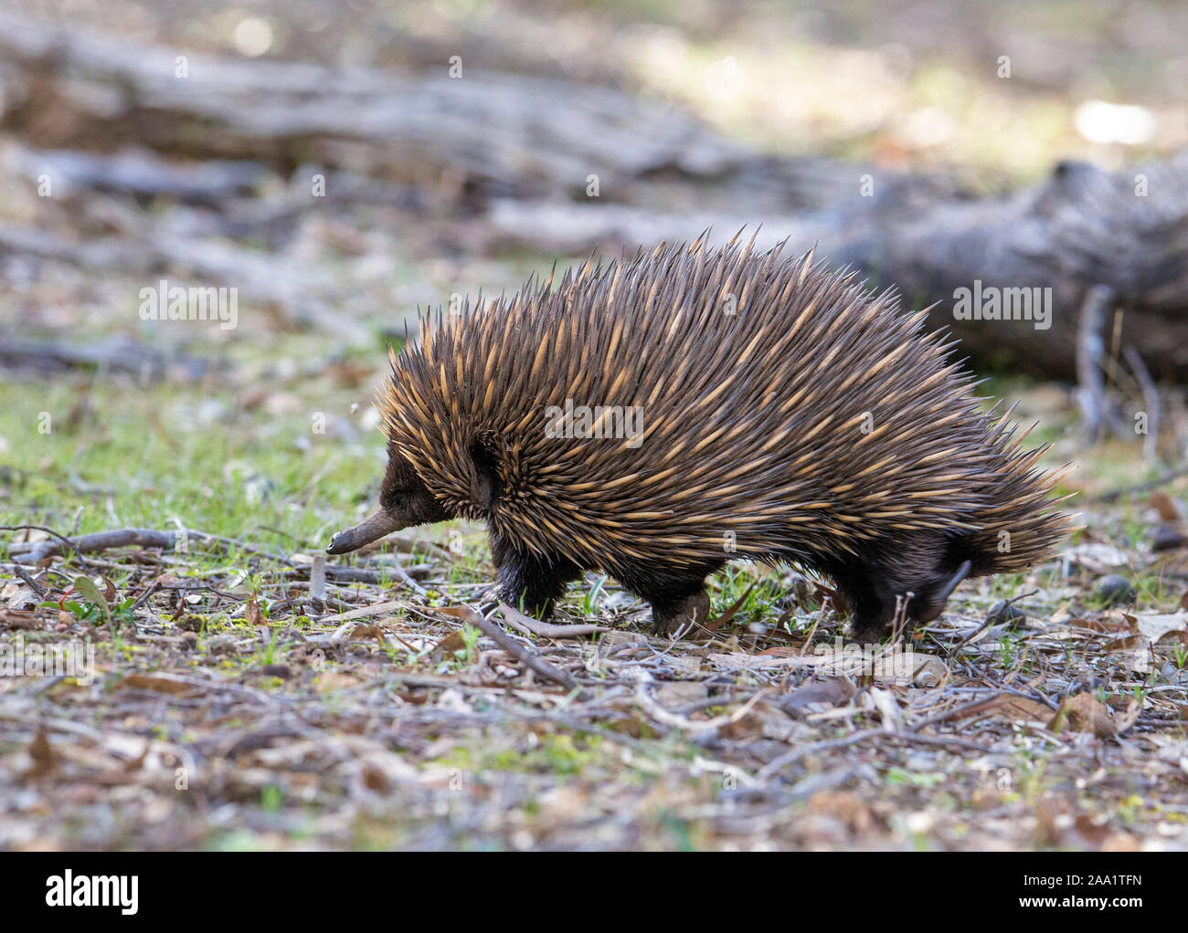 Échidné à nez court (Tachyglossus aculeatus), l'Australie Occidentale Banque D'Images