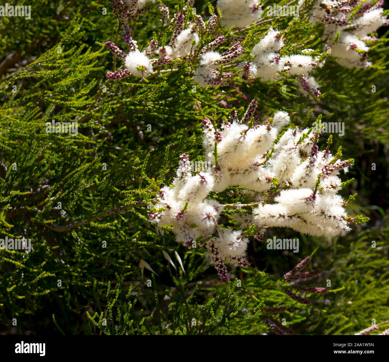 Blanches fleurs de l'Australian Melaleuca linariifolia, la neige en été, paperbark à feuilles étroites, ou à feuilles de lin paperbark avec dôme large dense. Banque D'Images