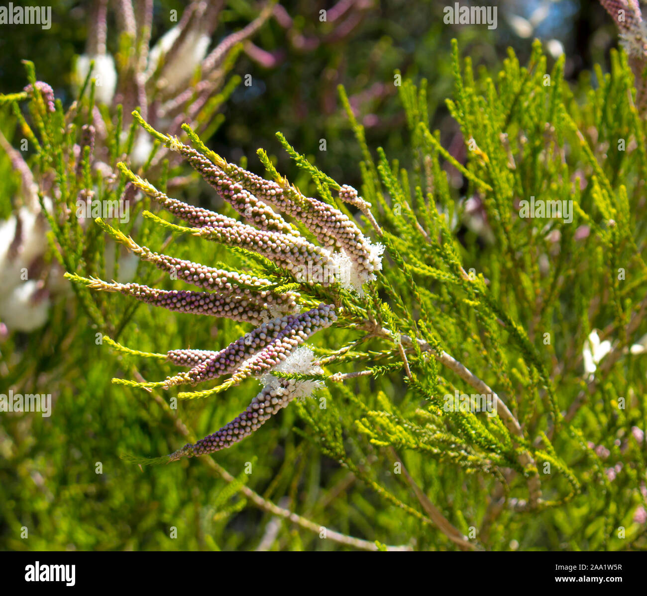 Blanches fleurs de l'Australian Melaleuca linariifolia, la neige en été, paperbark à feuilles étroites, ou à feuilles de lin paperbark avec dôme large dense. Banque D'Images