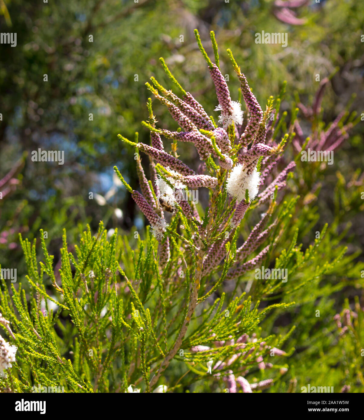 Blanches fleurs de l'Australian Melaleuca linariifolia, la neige en été, paperbark à feuilles étroites, ou à feuilles de lin paperbark avec dôme large dense. Banque D'Images