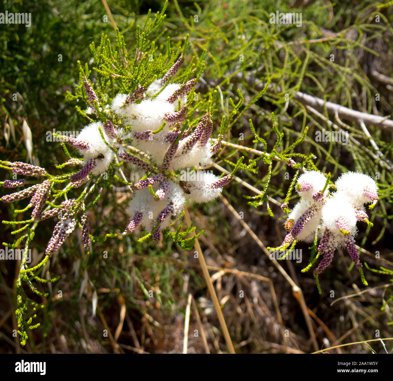 Blanches fleurs de l'Australian Melaleuca linariifolia, la neige en été, paperbark à feuilles étroites, ou à feuilles de lin paperbark avec dôme large dense. Banque D'Images