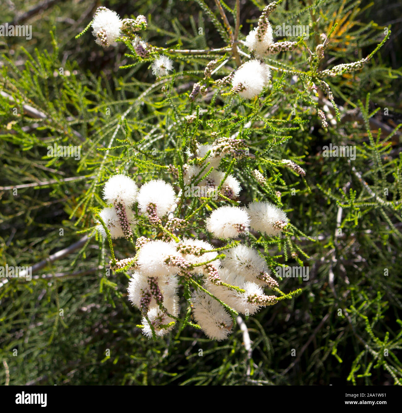 Blanches fleurs de l'Australian Melaleuca linariifolia, la neige en été, paperbark à feuilles étroites, ou à feuilles de lin paperbark avec dôme large dense. Banque D'Images