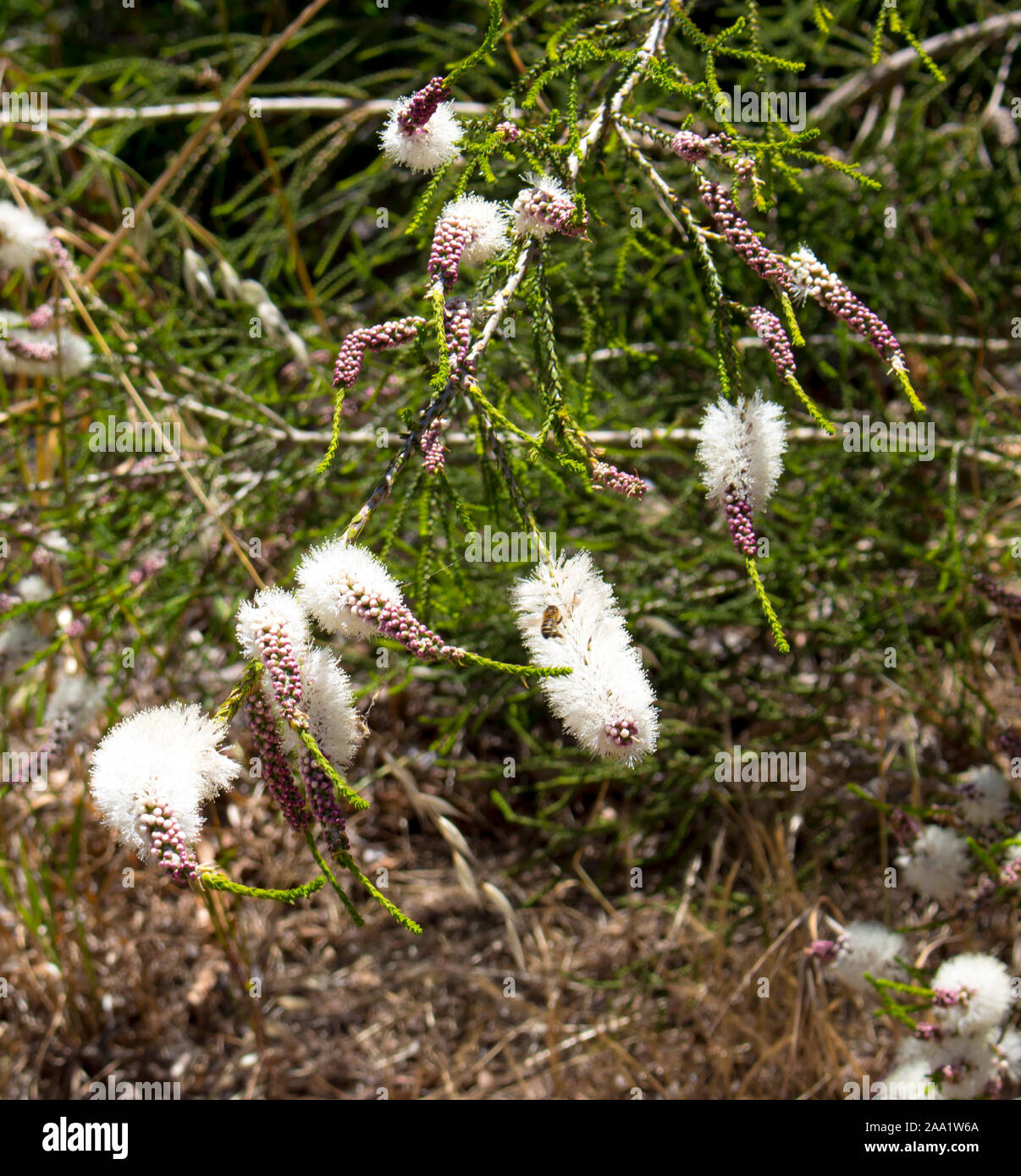 Blanches fleurs de l'Australian Melaleuca linariifolia, la neige en été, paperbark à feuilles étroites, ou à feuilles de lin paperbark avec dôme large dense. Banque D'Images
