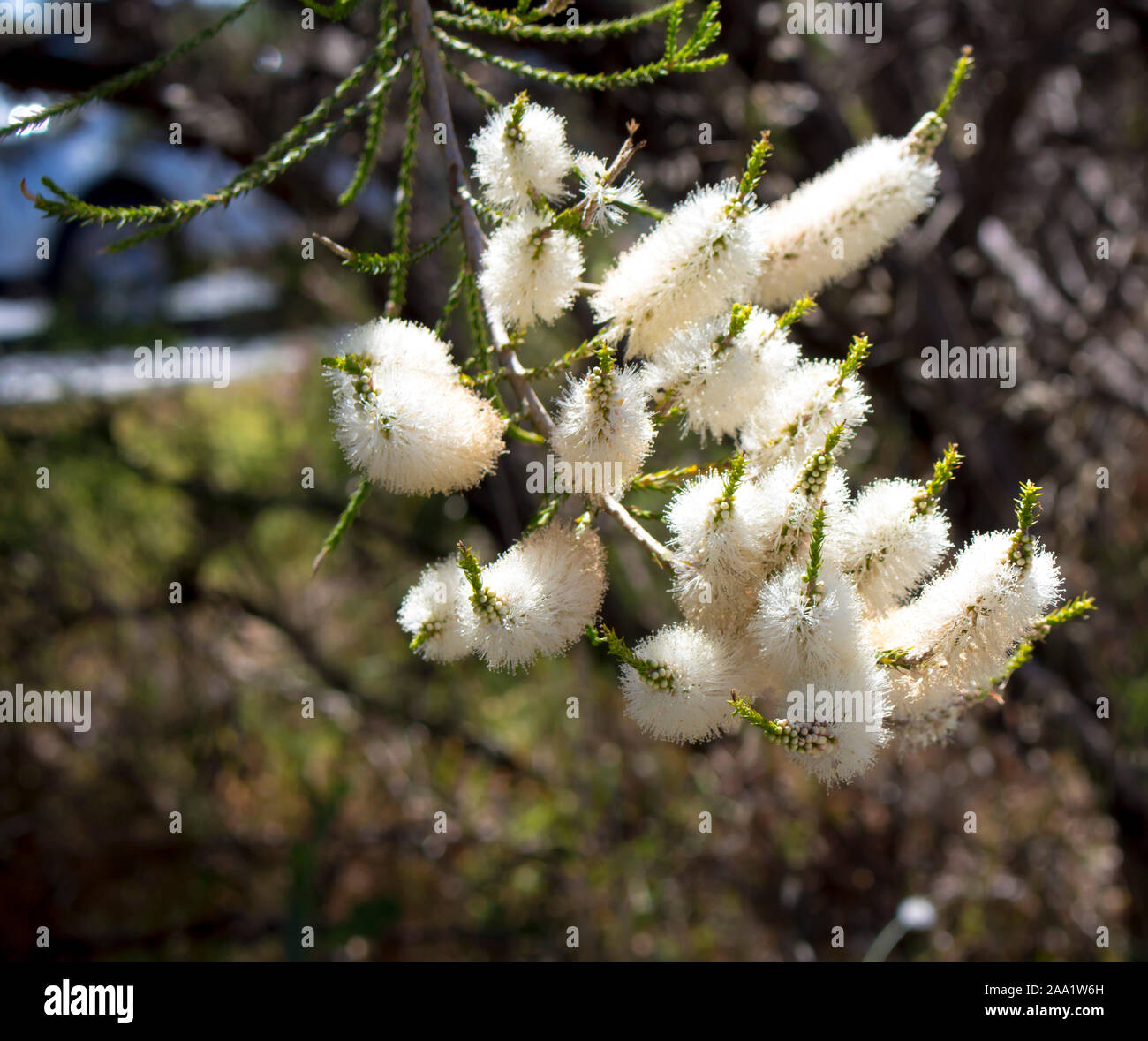 Blanches fleurs de l'Australian Melaleuca linariifolia, la neige en été, paperbark à feuilles étroites, ou à feuilles de lin paperbark avec dôme large dense. Banque D'Images