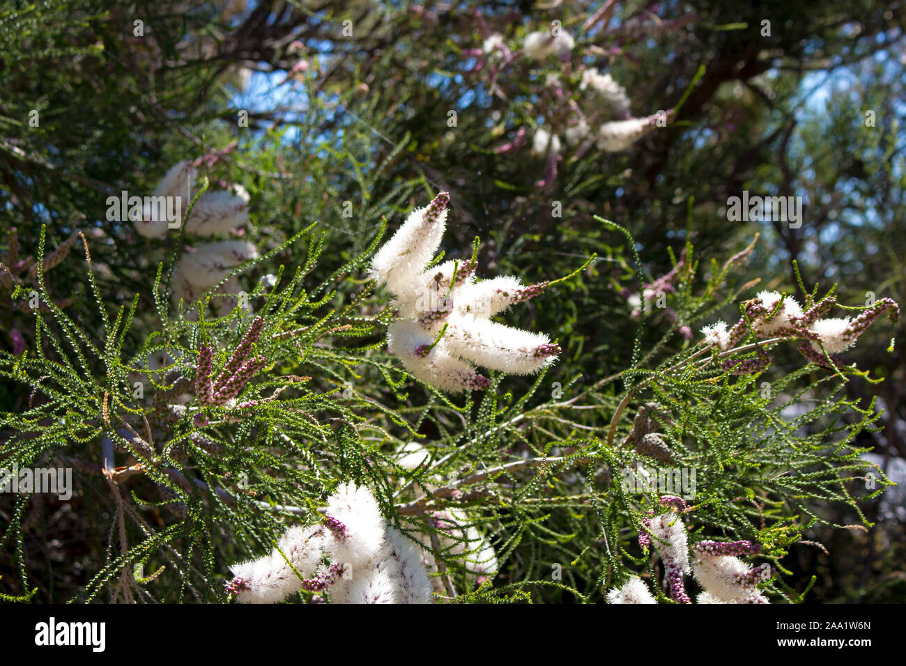 Blanches fleurs de l'Australian Melaleuca linariifolia, la neige en été, paperbark à feuilles étroites, ou à feuilles de lin paperbark avec dôme large dense. Banque D'Images