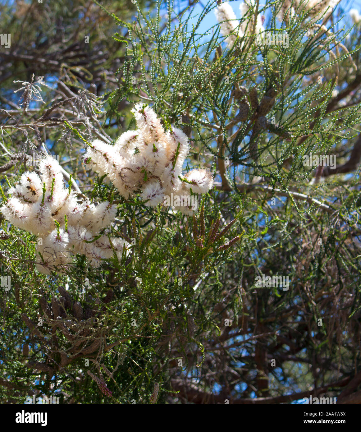 Blanches fleurs de l'Australian Melaleuca linariifolia, la neige en été, paperbark à feuilles étroites, ou à feuilles de lin paperbark avec dôme large dense. Banque D'Images