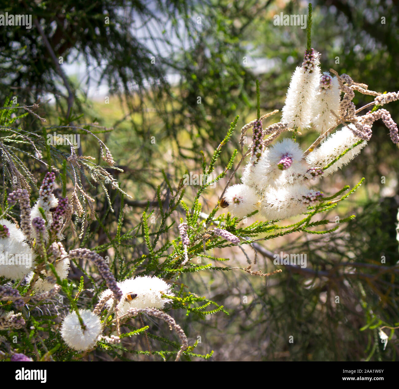 Blanches fleurs de l'Australian Melaleuca linariifolia, la neige en été, paperbark à feuilles étroites, ou à feuilles de lin paperbark avec dôme large dense. Banque D'Images