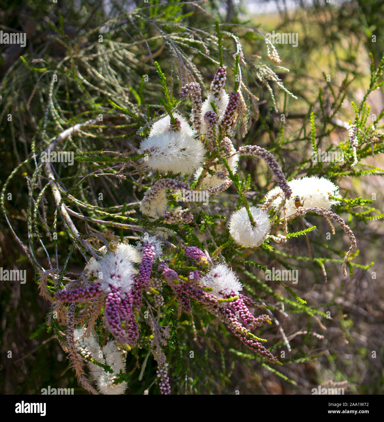 Blanches fleurs de l'Australian Melaleuca linariifolia, la neige en été, paperbark à feuilles étroites, ou à feuilles de lin paperbark avec dôme large dense. Banque D'Images