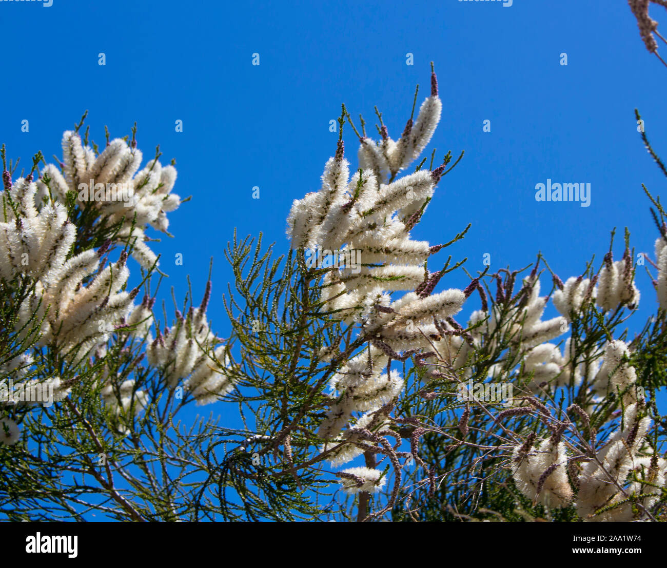 Blanches fleurs de l'Australian Melaleuca linariifolia, la neige en été, paperbark à feuilles étroites, ou à feuilles de lin paperbark avec dôme large dense. Banque D'Images