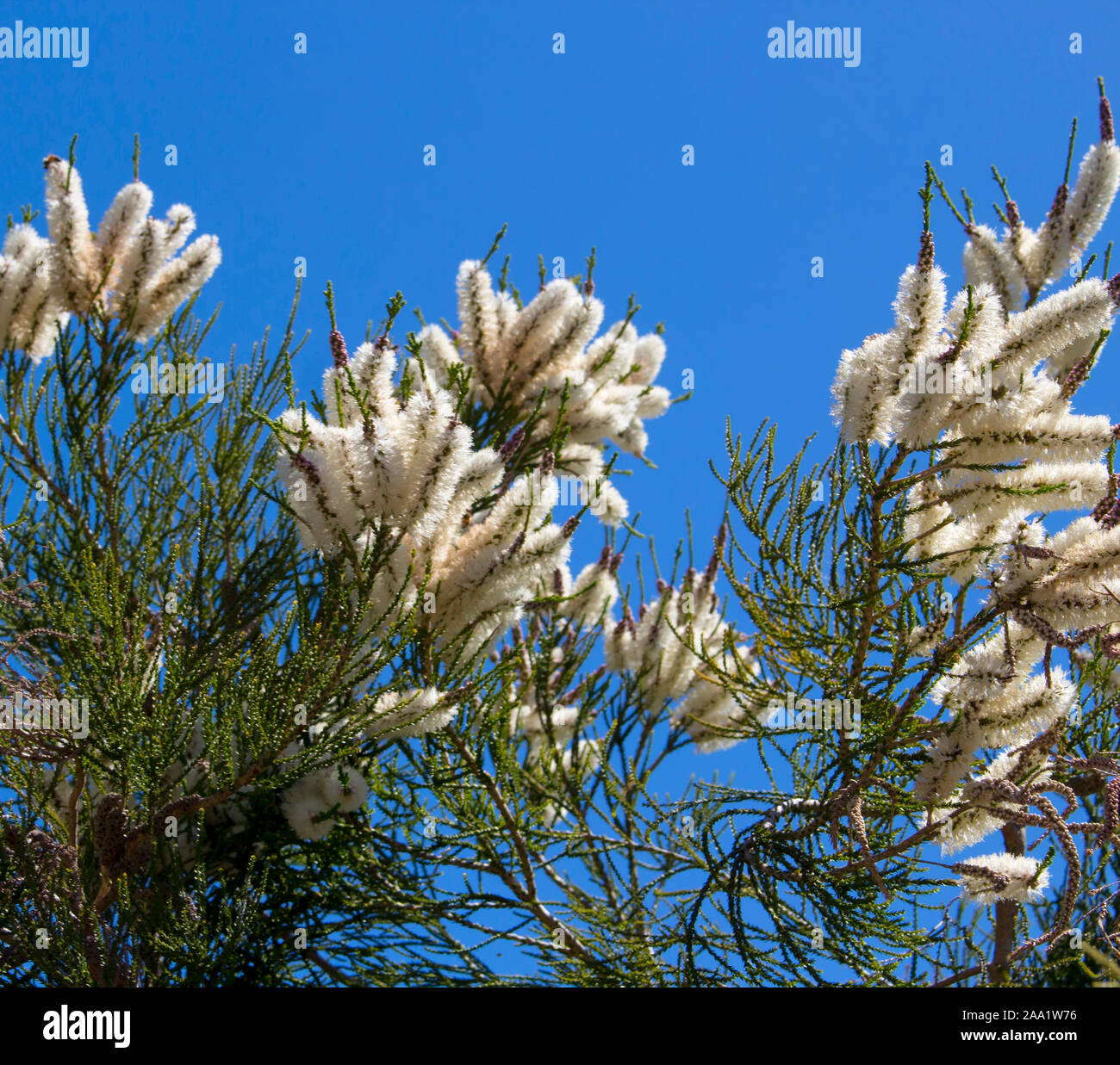 Blanches fleurs de l'Australian Melaleuca linariifolia, la neige en été, paperbark à feuilles étroites, ou à feuilles de lin paperbark avec dôme large dense. Banque D'Images