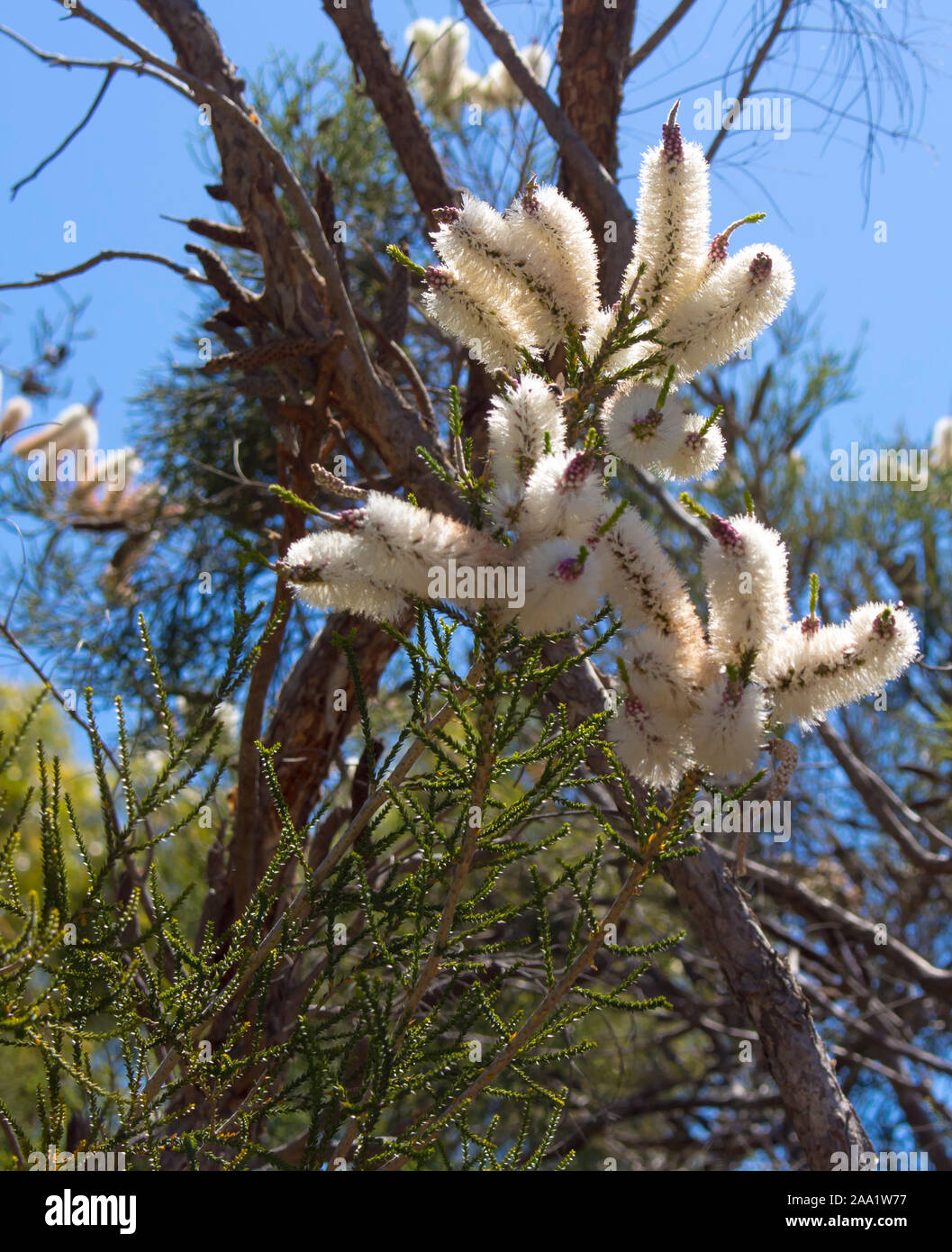 Blanches fleurs de l'Australian Melaleuca linariifolia, la neige en été, paperbark à feuilles étroites, ou à feuilles de lin paperbark avec dôme large dense. Banque D'Images