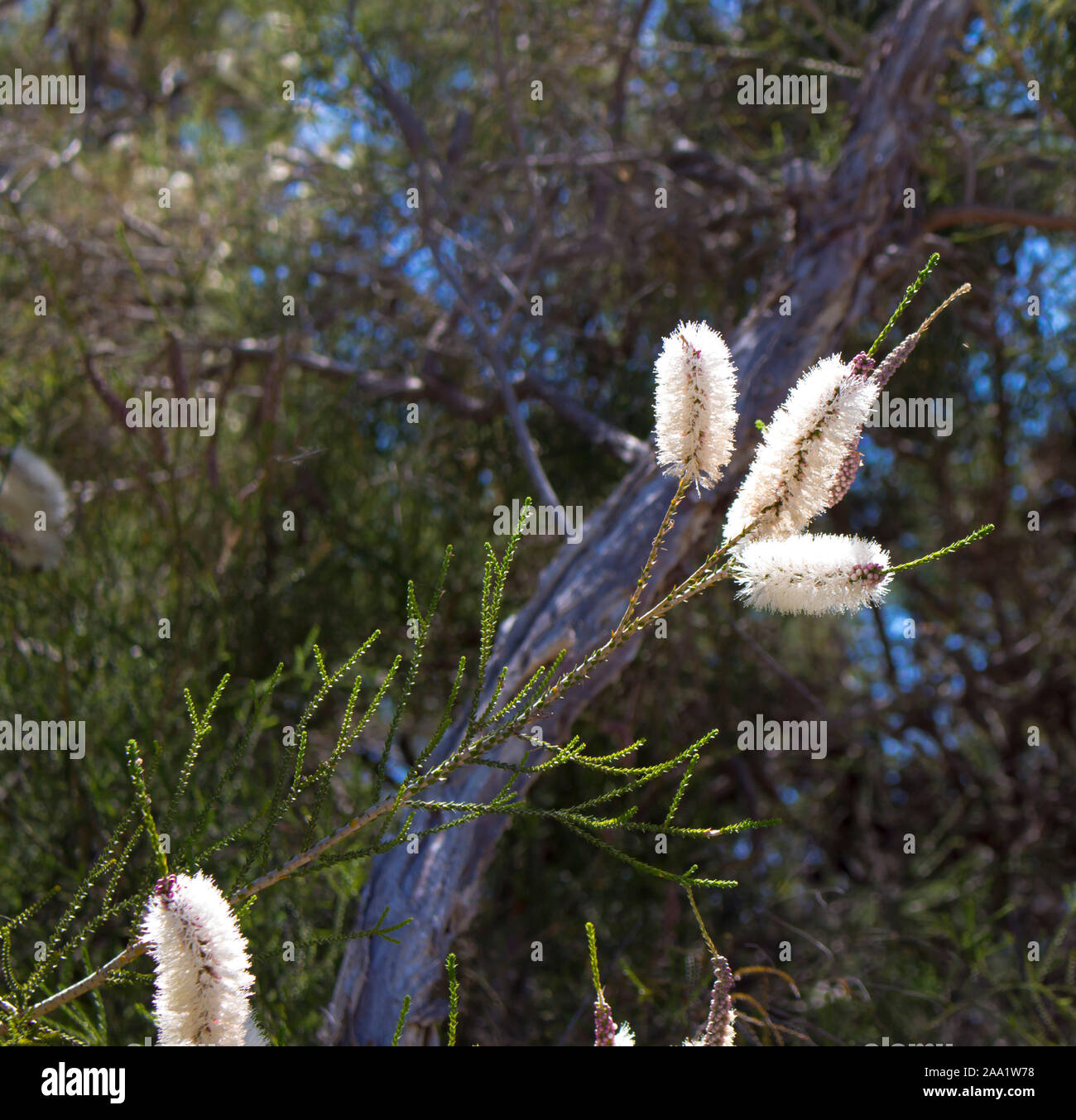 Blanches fleurs de l'Australian Melaleuca linariifolia, la neige en été, paperbark à feuilles étroites, ou à feuilles de lin paperbark avec dôme large dense. Banque D'Images