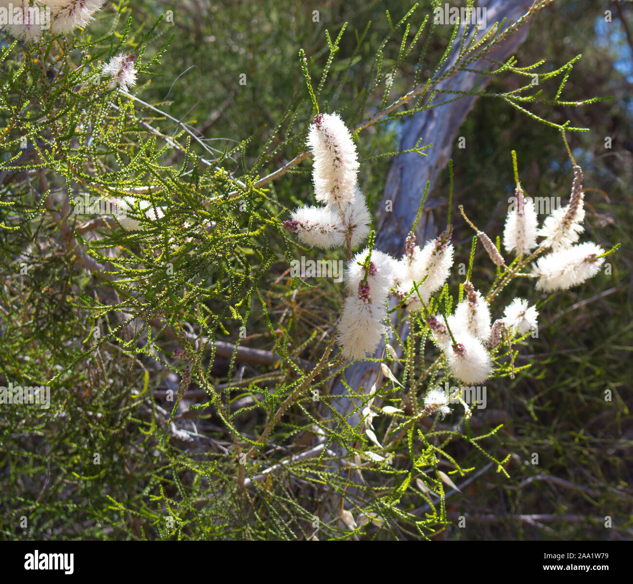 Blanches fleurs de l'Australian Melaleuca linariifolia, la neige en été, paperbark à feuilles étroites, ou à feuilles de lin paperbark avec dôme large dense. Banque D'Images