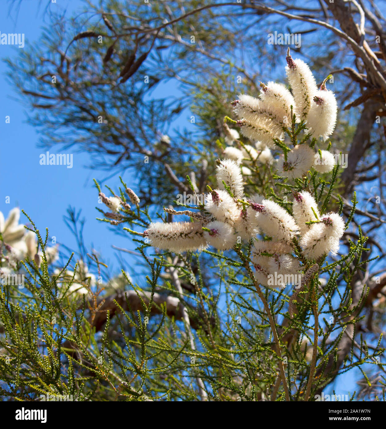 Blanches fleurs de l'Australian Melaleuca linariifolia, la neige en été, paperbark à feuilles étroites, ou à feuilles de lin paperbark avec dôme large dense. Banque D'Images