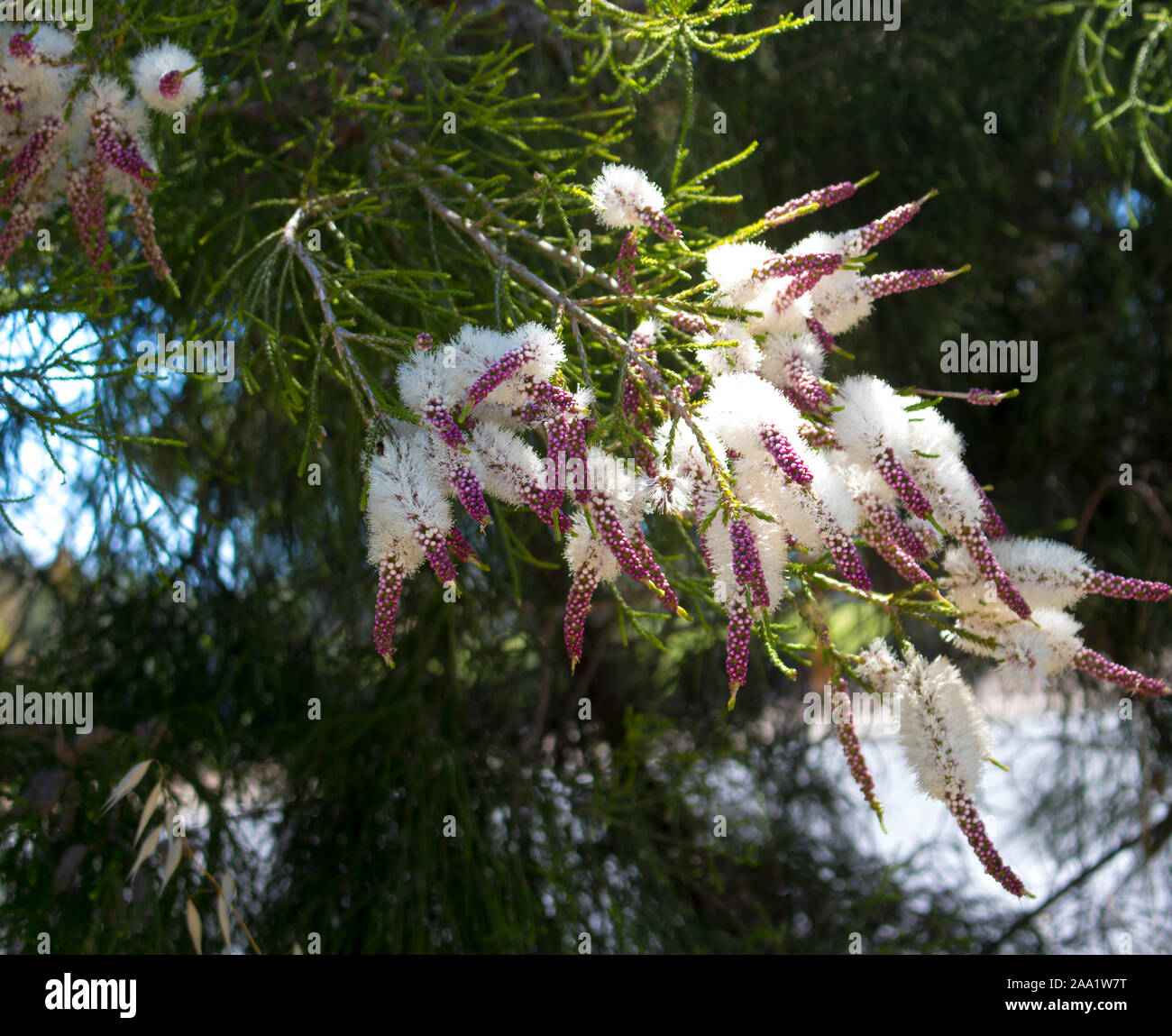 Blanches fleurs de l'Australian Melaleuca linariifolia, la neige en été, paperbark à feuilles étroites, ou à feuilles de lin paperbark avec dôme large dense. Banque D'Images