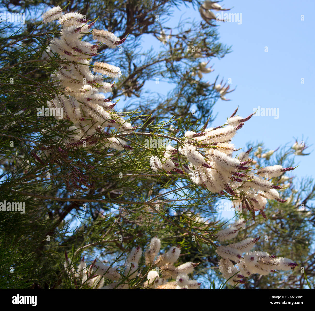 Blanches fleurs de l'Australian Melaleuca linariifolia, la neige en été, paperbark à feuilles étroites, ou à feuilles de lin paperbark avec dôme large dense. Banque D'Images
