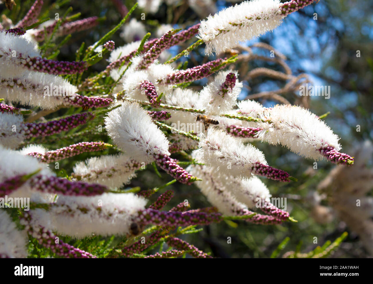Blanches fleurs de l'Australian Melaleuca linariifolia, la neige en été, paperbark à feuilles étroites, ou à feuilles de lin paperbark avec dôme large dense. Banque D'Images