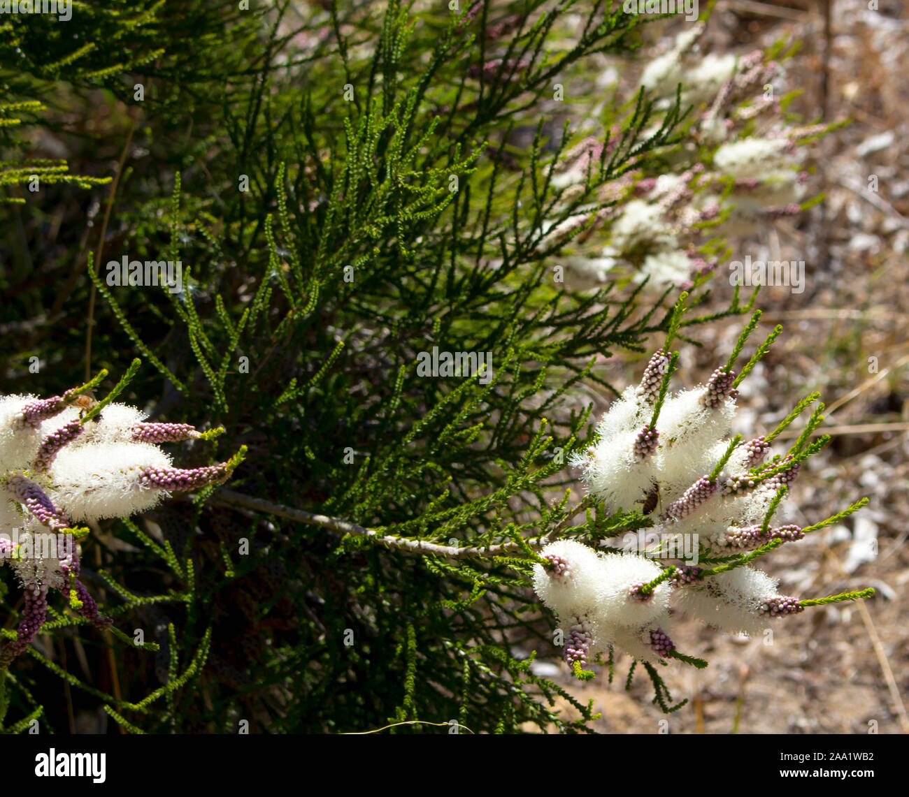 Blanches fleurs de l'Australian Melaleuca linariifolia, la neige en été, paperbark à feuilles étroites, ou à feuilles de lin paperbark avec dôme large dense. Banque D'Images