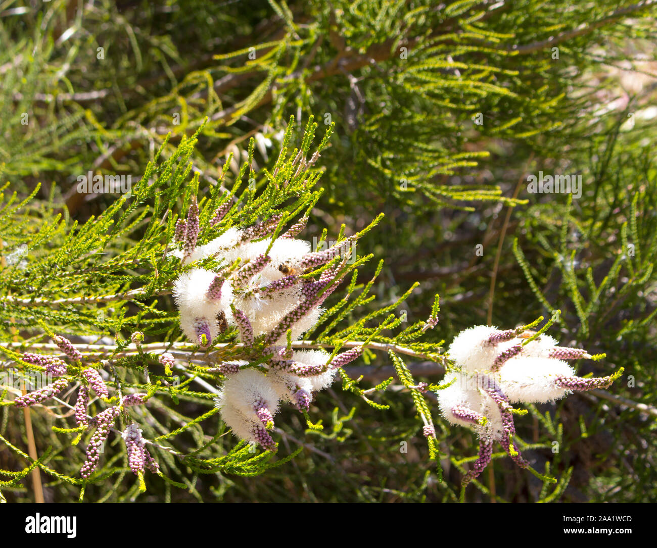 Blanches fleurs de l'Australian Melaleuca linariifolia, la neige en été, paperbark à feuilles étroites, ou à feuilles de lin paperbark avec dôme large dense. Banque D'Images