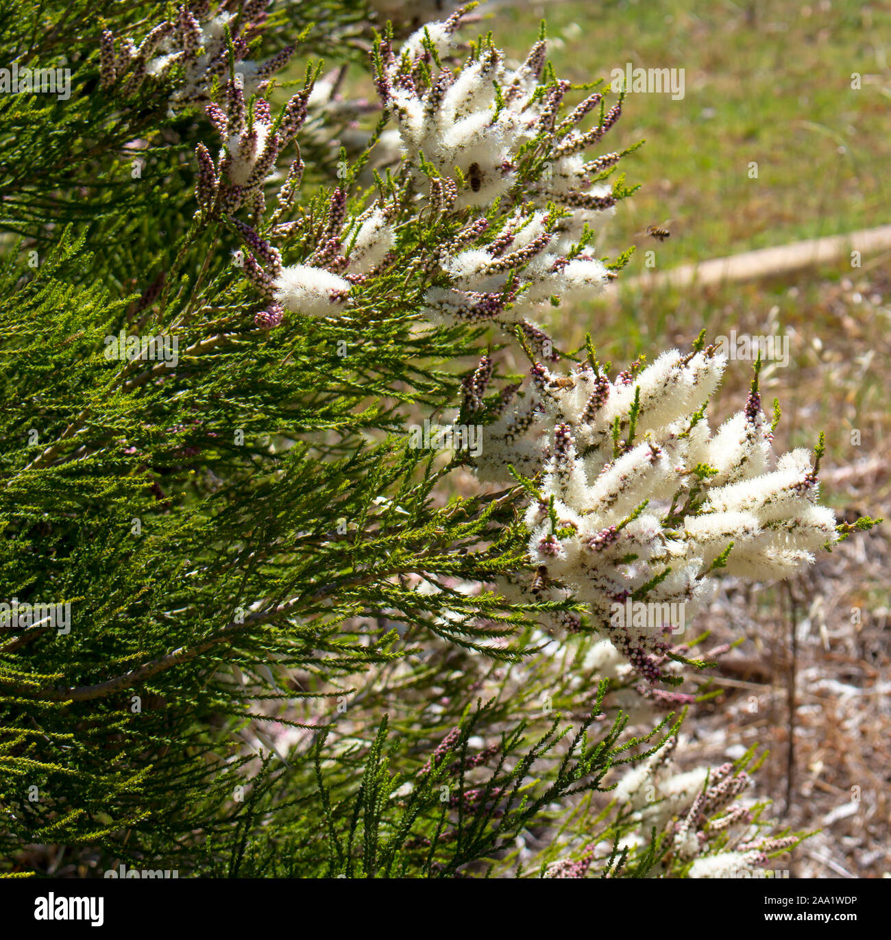 Blanches fleurs de l'Australian Melaleuca linariifolia, la neige en été, paperbark à feuilles étroites, ou à feuilles de lin paperbark avec dôme large dense. Banque D'Images