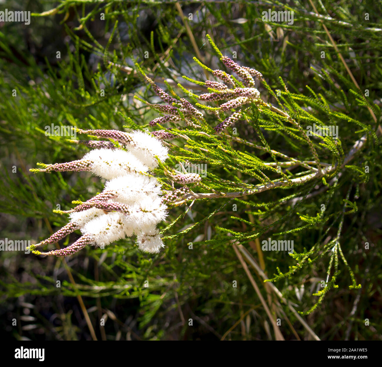 Blanches fleurs de l'Australian Melaleuca linariifolia, la neige en été, paperbark à feuilles étroites, ou à feuilles de lin paperbark avec dôme large dense. Banque D'Images