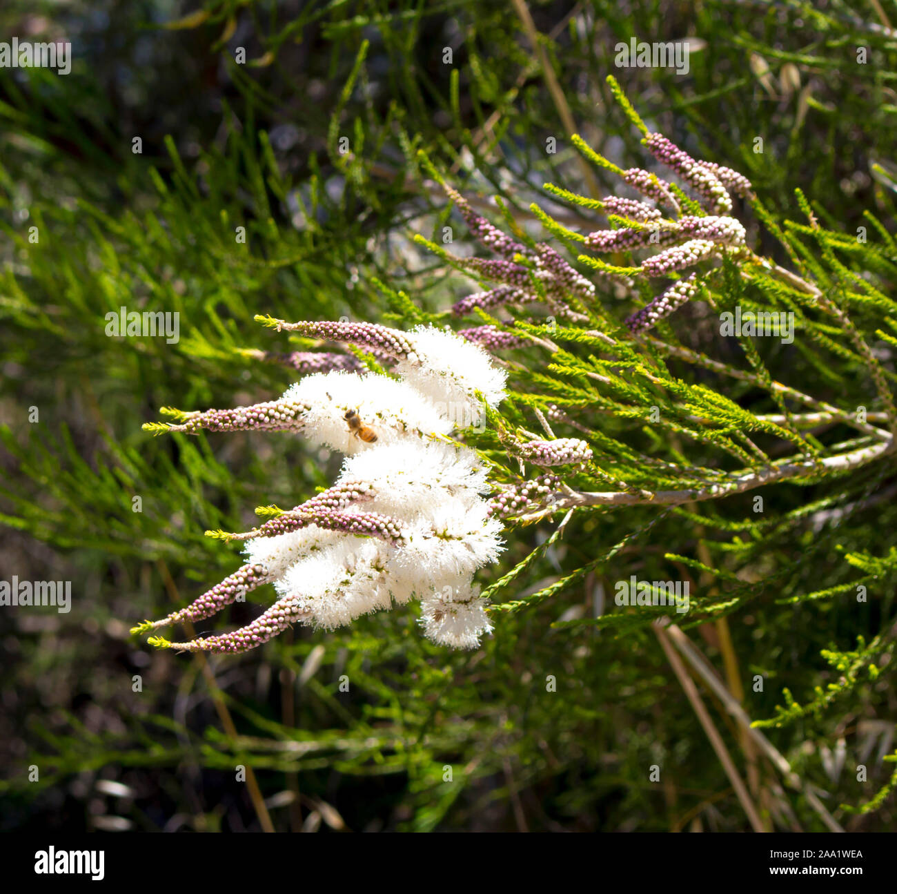 Blanches fleurs de l'Australian Melaleuca linariifolia, la neige en été, paperbark à feuilles étroites, ou à feuilles de lin paperbark avec dôme large dense. Banque D'Images